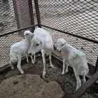 نعجه