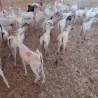تيوس صومالي جذعان السعر 500