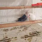 زوج روز منتج ((تم البيع))