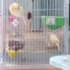 حبتين كناري سوري