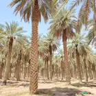 نخيل عربي بأنواعه في انحا المملكة العربية السعودية