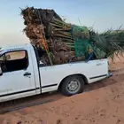 يوجد لدينا جميع انواع النخيل المثمره وازينه