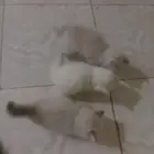قطط عمرها شهر والبعض عمره اسبوعين للبيع صحته