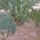 نخيل للبيع خلاص وسكري برحي