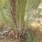 يوجد لدينا جميع فسايل النخل العربي والجثايث