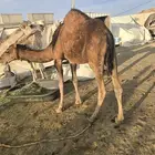 قعدان كفو للبيع