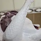 ديك رومي ذبح طازج