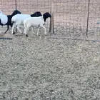 للبيع خرفان وعنز