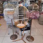 قفص مع استاند بادجي كروان روز كنيور كناري حسون زبره جولدن