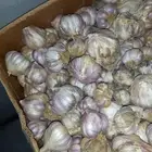 ثوم بلدي حساوي درجة أولى الموقع الأحساء المبرز