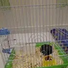 هامستر ونتر