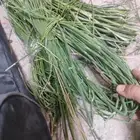 مرخ مندي وللمندي