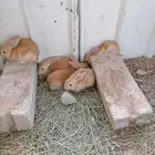 أرانب (تم البيع)