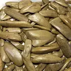 عروض العود