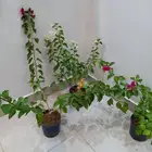 شتلات جهنميه