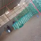 كميه نشارة للدواجن والخيوال