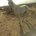 يوجد اجار وطلعات داخل وخارج الرياض