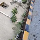 مشتل وتنسيق حدائق بالدمام