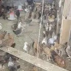 صيصان دجاج عمر شهرين