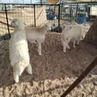 ذبيحتك لباب بيتك ثلاجة او ضيوف مع الطبخ او بدون