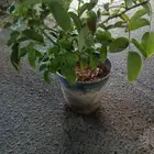 شتلات ورد مديني