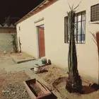 جميع انواع النخيل المثمر والزينه بجميع انواعه ومقاسات