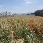قصب للبيع ال زخران