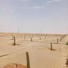 يوجد لدينا فسايل نخيل خلاص حساء ونقوم بقشع وغرس الفسايل