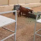 2جفرات ماشاء الله العمر 5شهور واكتر الصحه شرط والحمدلله