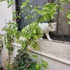 Free Adoption - Female Spayed Cat
