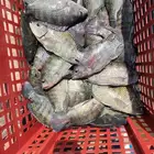 سمك بلطي حي من المزرعة