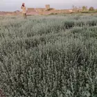 زعتر عضوي مجفف