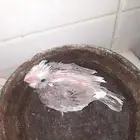 فرخ كروان هولندى غر لون مميز