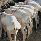 بربري فااخر تربيه 650 لدينا تابي وتمارا