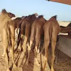 قعدان حاشي صومالي   لحم مضمون وجودة عالية