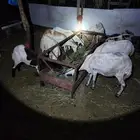 ضان لبيع العدد  8  الموقع جيزان اسكان الحصمه