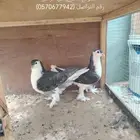 إناث شيرازي طيبه