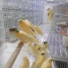 فرخ فروخ كناري سوري