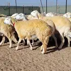 غنم حريات دفيع