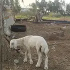 خروف حري