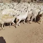 غنم حريه حرش مراح وحد قطعه وحده العداد 100الغنم طيبه ودفيع