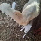 رخله معه اثنين