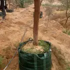 اشجار للبيع قرض نيلي