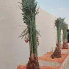 يتواجد لدينا جميع انواع النخل المثمر والزينه بجمع انواعهم مق