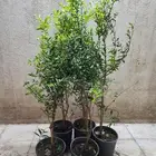 شتلات رمان طائفي
