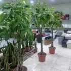 تنسيق_حدائق صيانه_حدائق شبكات_ري_اوتوماتيك مشتل نباتات