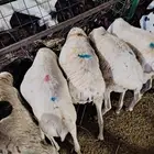 برابر طازجه بافضل الاسعار-لحم بلدي مضمون
