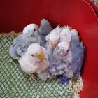 فروخ روز ((تم البيع))