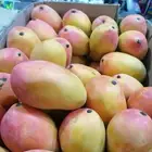 معلم خضروات و فواكة