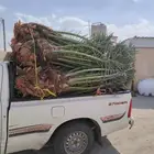 النخيل للبيع اتوصل